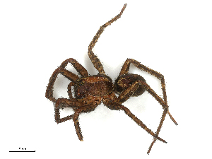  ( - CBG-B00501-H06)  @11 [ ] CreativeCommons - Attribution Share - Alike (2025) CBG Photography Group Centre for Biodiversity Genomics