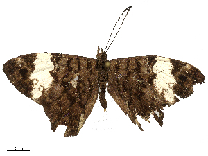  ( - CBG-B00507-A06)  @11 [ ] CreativeCommons - Attribution Share - Alike (2025) CBG Photography Group Centre for Biodiversity Genomics