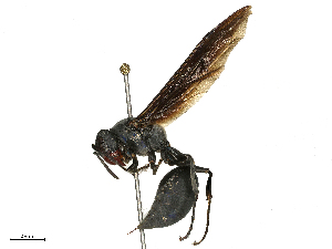  (Synoeca cyanea - CBG-B00507-E10)  @11 [ ] CreativeCommons - Attribution Share - Alike (2025) CBG Photography Group Centre for Biodiversity Genomics