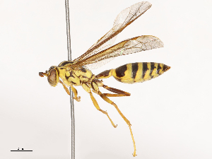  ( - CBG-B00507-F01)  @11 [ ] CreativeCommons - Attribution Share - Alike (2025) CBG Photography Group Centre for Biodiversity Genomics