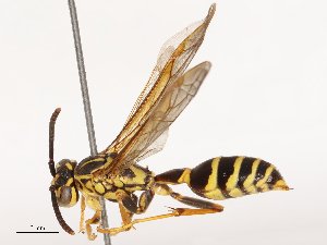  ( - CBG-B00507-F02)  @11 [ ] CreativeCommons - Attribution Share - Alike (2025) CBG Photography Group Centre for Biodiversity Genomics