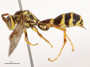  ( - CBG-B00507-F04)  @11 [ ] CreativeCommons - Attribution Share - Alike (2025) CBG Photography Group Centre for Biodiversity Genomics