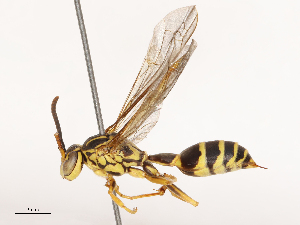  ( - CBG-B00507-F05)  @11 [ ] CreativeCommons - Attribution Share - Alike (2025) CBG Photography Group Centre for Biodiversity Genomics