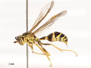  ( - CBG-B00507-F06)  @11 [ ] CreativeCommons - Attribution Share - Alike (2025) CBG Photography Group Centre for Biodiversity Genomics