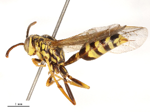  ( - CBG-B00507-F07)  @11 [ ] CreativeCommons - Attribution Share - Alike (2025) CBG Photography Group Centre for Biodiversity Genomics