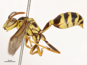  ( - CBG-B00507-F09)  @11 [ ] CreativeCommons - Attribution Share - Alike (2025) CBG Photography Group Centre for Biodiversity Genomics