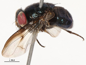  (Morellia semimarginata - CBG-B00509-C09)  @11 [ ] CreativeCommons - Attribution Share - Alike (2025) CBG Photography Group Centre for Biodiversity Genomics