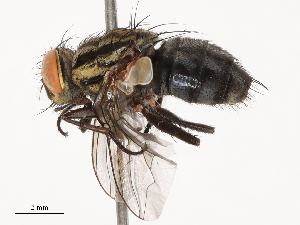  ( - CBG-B00509-C12)  @11 [ ] CreativeCommons - Attribution Share - Alike (2025) CBG Photography Group Centre for Biodiversity Genomics