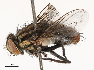  ( - CBG-B00509-D05)  @11 [ ] CreativeCommons - Attribution Share - Alike (2025) CBG Photography Group Centre for Biodiversity Genomics