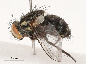  ( - CBG-B00509-G10)  @11 [ ] CreativeCommons - Attribution Share - Alike (2025) CBG Photography Group Centre for Biodiversity Genomics