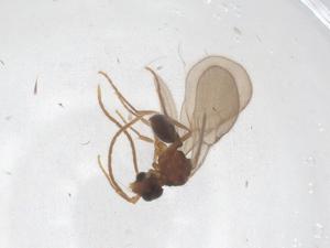  ( - CBG-B00532-D02)  @11 [ ] CreativeCommons - Attribution Share - Alike (2025) Centre for Biodiversity Genomics Centre for Biodiversity Genomics