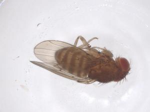  ( - CBG-B00608-H09)  @11 [ ] CreativeCommons - Attribution Share - Alike (2025) Centre for Biodiversity Genomics Centre for Biodiversity Genomics