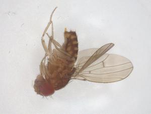  ( - CBG-B00609-G04)  @11 [ ] CreativeCommons - Attribution Share - Alike (2025) Centre for Biodiversity Genomics Centre for Biodiversity Genomics