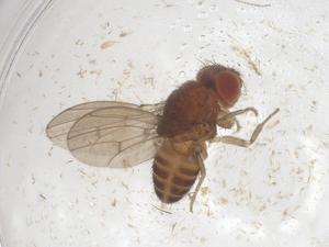  ( - CBG-B00609-H02)  @11 [ ] CreativeCommons - Attribution Share - Alike (2025) Centre for Biodiversity Genomics Centre for Biodiversity Genomics