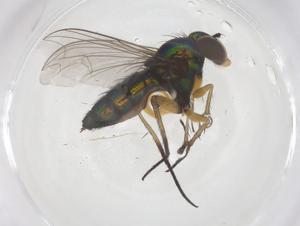  ( - CBG-B00615-B01)  @11 [ ] CreativeCommons - Attribution Share - Alike (2025) Centre for Biodiversity Genomics Centre for Biodiversity Genomics