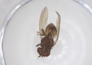  ( - CBG-B00625-D05)  @11 [ ] CreativeCommons - Attribution Share - Alike (2025) Centre for Biodiversity Genomics Centre for Biodiversity Genomics