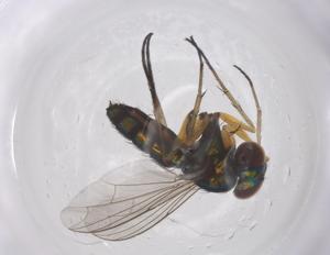  ( - CBG-B00630-A07)  @11 [ ] CreativeCommons - Attribution Share - Alike (2025) Centre for Biodiversity Genomics Centre for Biodiversity Genomics