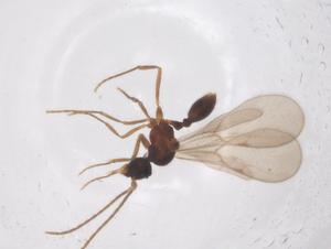  ( - CBG-B00631-A09)  @11 [ ] CreativeCommons - Attribution Share - Alike (2025) Centre for Biodiversity Genomics Centre for Biodiversity Genomics