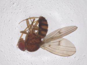  ( - CBG-B00631-E04)  @11 [ ] CreativeCommons - Attribution Share - Alike (2025) Centre for Biodiversity Genomics Centre for Biodiversity Genomics