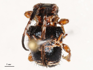  ( - CBG-B00887-A12)  @11 [ ] CreativeCommons - Attribution Share - Alike (2025) CBG Photography Group Centre for Biodiversity Genomics