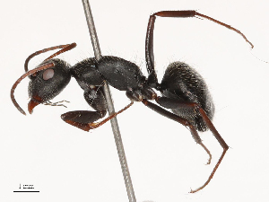  ( - CBG-B00890-A10)  @11 [ ] CreativeCommons - Attribution Share - Alike (2025) CBG Photography Group Centre for Biodiversity Genomics