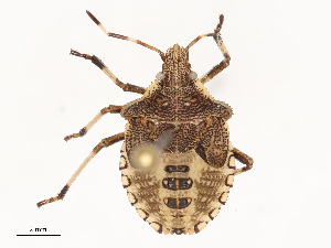  ( - CBG-B00905-C11)  @11 [ ] CreativeCommons - Attribution Share - Alike (2025) CBG Photography Group Centre for Biodiversity Genomics