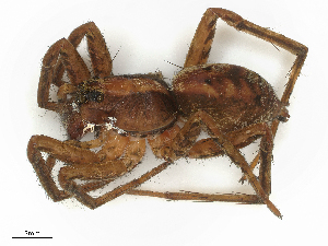  ( - CBG-B00905-H11)  @11 [ ] CreativeCommons - Attribution Share - Alike (2025) CBG Photography Group Centre for Biodiversity Genomics