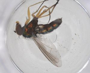  ( - CBG-B00984-D07)  @11 [ ] CreativeCommons - Attribution Share - Alike (2025) Centre for Biodiversity Genomics Centre for Biodiversity Genomics