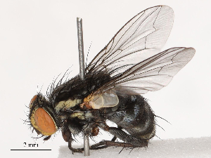  ( - CBG-B01006-A01)  @11 [ ] CreativeCommons - Attribution Share - Alike (2025) CBG Photography Group Centre for Biodiversity Genomics