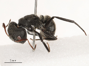  ( - CBG-B01006-E07)  @11 [ ] CreativeCommons - Attribution Share - Alike (2025) CBG Photography Group Centre for Biodiversity Genomics