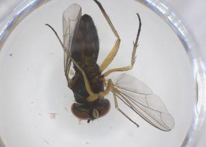  ( - CBG-B01229-E04)  @11 [ ] CreativeCommons - Attribution Share - Alike (2025) Centre for Biodiversity Genomics Centre for Biodiversity Genomics