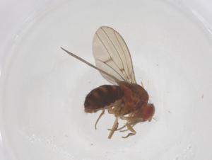  ( - CBG-B01231-B06)  @11 [ ] CreativeCommons - Attribution Share - Alike (2025) Centre for Biodiversity Genomics Centre for Biodiversity Genomics