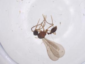  ( - CBG-B01238-E09)  @11 [ ] CreativeCommons - Attribution Share - Alike (2025) Centre for Biodiversity Genomics Centre for Biodiversity Genomics