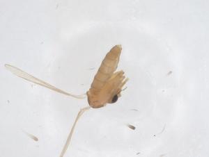  ( - CBG-B01239-E04)  @11 [ ] CreativeCommons - Attribution Share - Alike (2025) Centre for Biodiversity Genomics Centre for Biodiversity Genomics