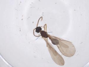  ( - CBG-B01240-C06)  @11 [ ] CreativeCommons - Attribution Share - Alike (2025) Centre for Biodiversity Genomics Centre for Biodiversity Genomics