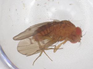  ( - CBG-B01246-D03)  @11 [ ] CreativeCommons - Attribution Share - Alike (2025) Centre for Biodiversity Genomics Centre for Biodiversity Genomics