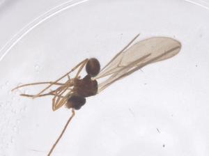  ( - CBG-B02100-B01)  @11 [ ] CreativeCommons - Attribution Share - Alike (2025) Centre for Biodiversity Genomics Centre for Biodiversity Genomics