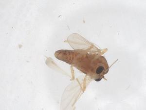  (Labrundinia pilosella - CBG-B02101-E04)  @11 [ ] CreativeCommons - Attribution Share - Alike (2025) Centre for Biodiversity Genomics Centre for Biodiversity Genomics