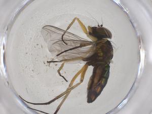  ( - CBG-B02160-G04)  @11 [ ] CreativeCommons - Attribution Share - Alike (2025) Centre for Biodiversity Genomics Centre for Biodiversity Genomics