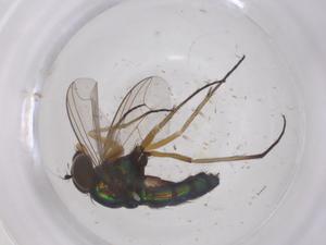  ( - CBG-B02161-A11)  @11 [ ] CreativeCommons - Attribution Share - Alike (2025) Centre for Biodiversity Genomics Centre for Biodiversity Genomics