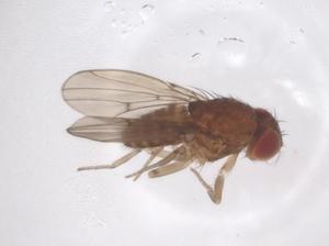  ( - CBG-B02163-H02)  @11 [ ] CreativeCommons - Attribution Share - Alike (2025) Centre for Biodiversity Genomics Centre for Biodiversity Genomics