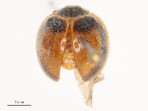  ( - CBG-B02477-C03)  @11 [ ] CreativeCommons - Attribution Share - Alike (2025) CBG Photography Group Centre for Biodiversity Genomics