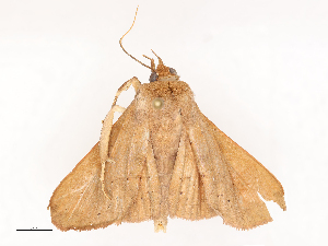  ( - CBG-B00467-G07)  @11 [ ] CreativeCommons - Attribution Share - Alike (2025) CBG Photography Group Centre for Biodiversity Genomics