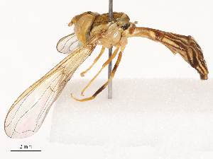  ( - CBG-B00506-C08)  @11 [ ] CreativeCommons - Attribution Share - Alike (2025) CBG Photography Group Centre for Biodiversity Genomics