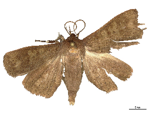  ( - CBG-B00510-D08)  @11 [ ] CreativeCommons - Attribution Share - Alike (2025) CBG Photography Group Centre for Biodiversity Genomics