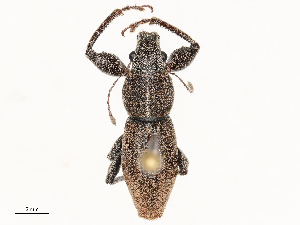  ( - CBG-B00510-F07)  @11 [ ] CreativeCommons - Attribution Share - Alike (2025) CBG Photography Group Centre for Biodiversity Genomics