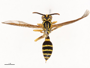  ( - CBG-B00585-B12)  @11 [ ] CreativeCommons - Attribution Share - Alike (2025) CBG Photography Group Centre for Biodiversity Genomics