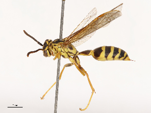  ( - CBG-B00585-C10)  @11 [ ] CreativeCommons - Attribution Share - Alike (2025) CBG Photography Group Centre for Biodiversity Genomics