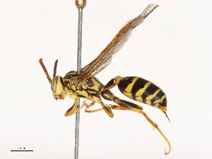  ( - CBG-B00585-C11)  @11 [ ] CreativeCommons - Attribution Share - Alike (2025) CBG Photography Group Centre for Biodiversity Genomics