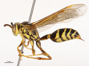  ( - CBG-B00585-D02)  @11 [ ] CreativeCommons - Attribution Share - Alike (2025) CBG Photography Group Centre for Biodiversity Genomics